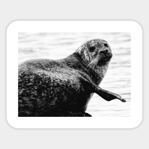 Harbor Seal Sticker by PhoToddGraphy